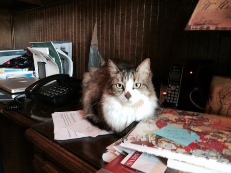 Abigail on top of my desk