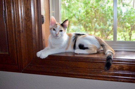 A7D3E1CB-DBDB-43D5-8EDC-F4EDB9F9BEBF_1_201_a