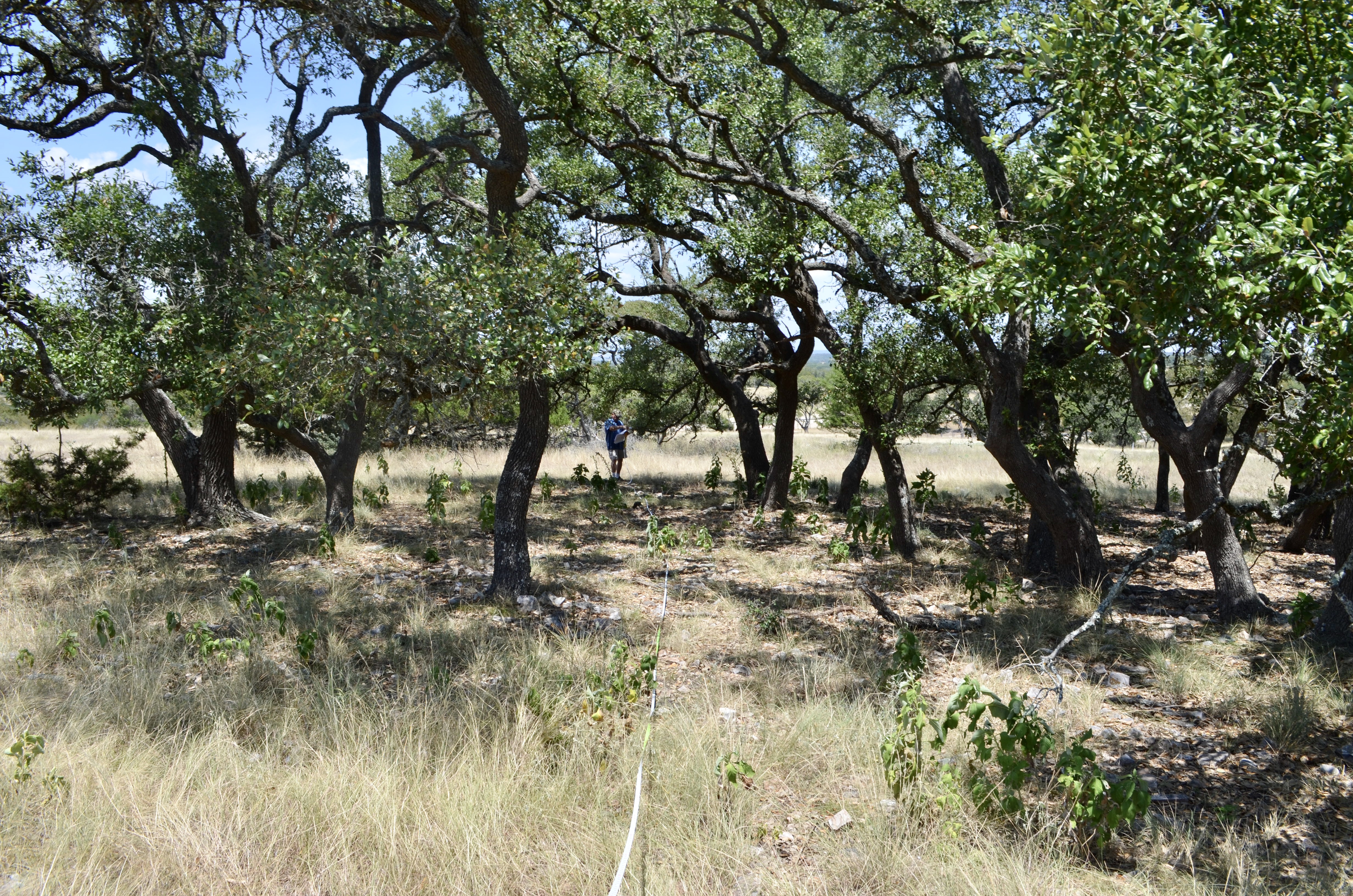 E498890F-7A10-497C-8786-6C6007CE8BB8_1_201_a